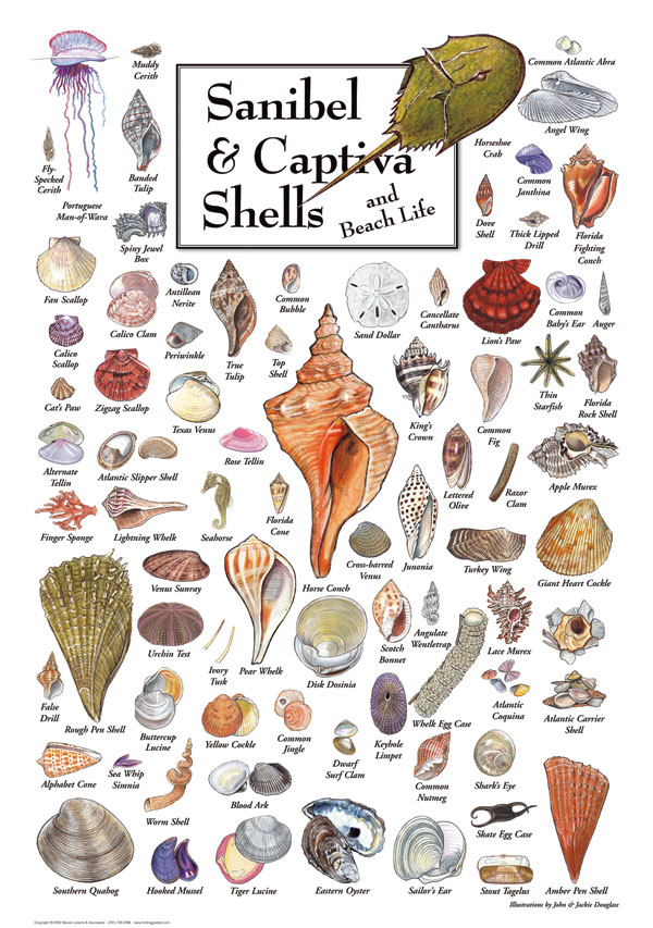 30512 Sanibel Captiva Shells